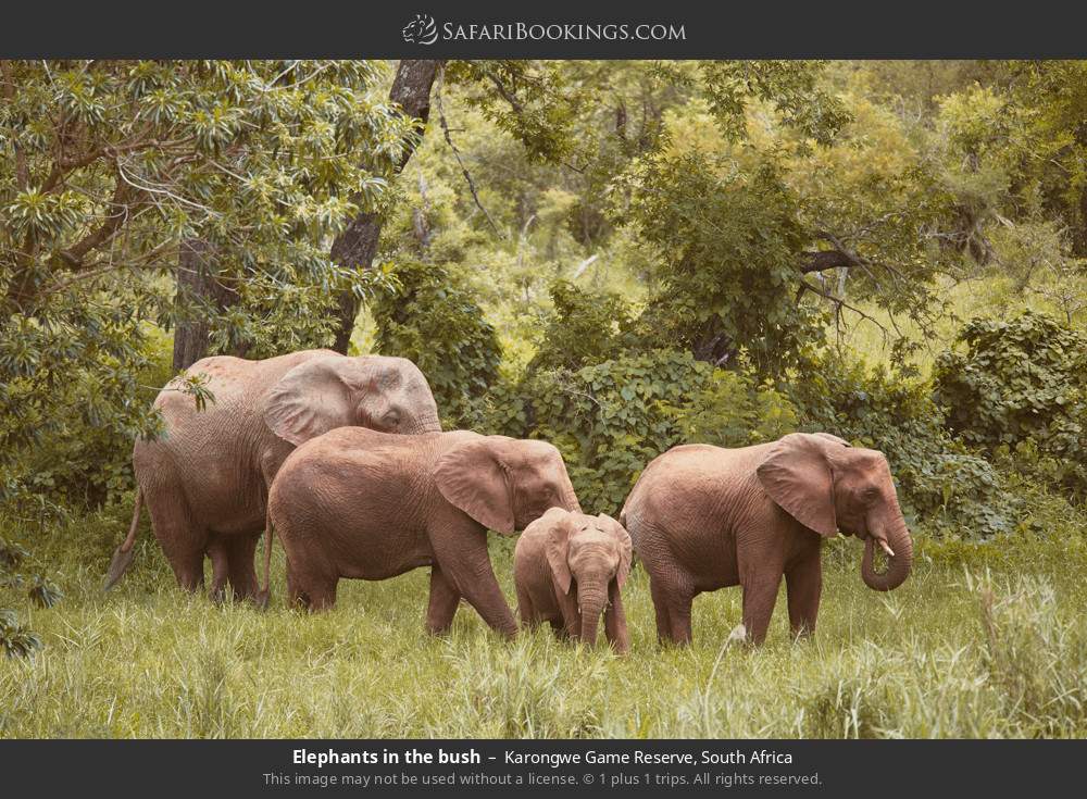 Elephants in the bush in Karongwe Private Game Reserve, South Africa
